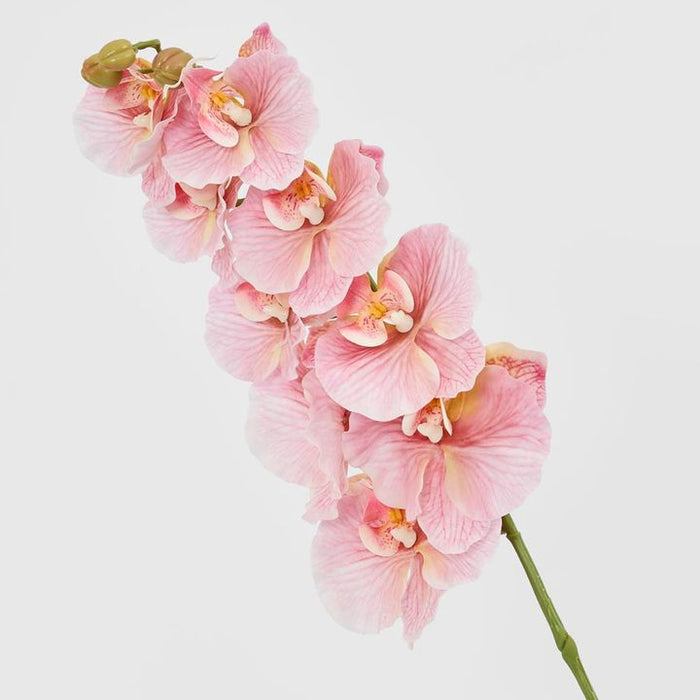 Ripple Phalaenopsis Stem Pink Pink 99cm Pack of 12
