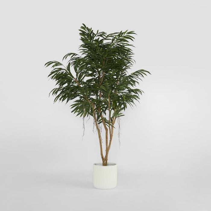 Longifolia Tree Green 210cm