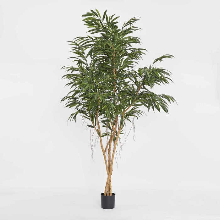 Longifolia Tree Green 210cm