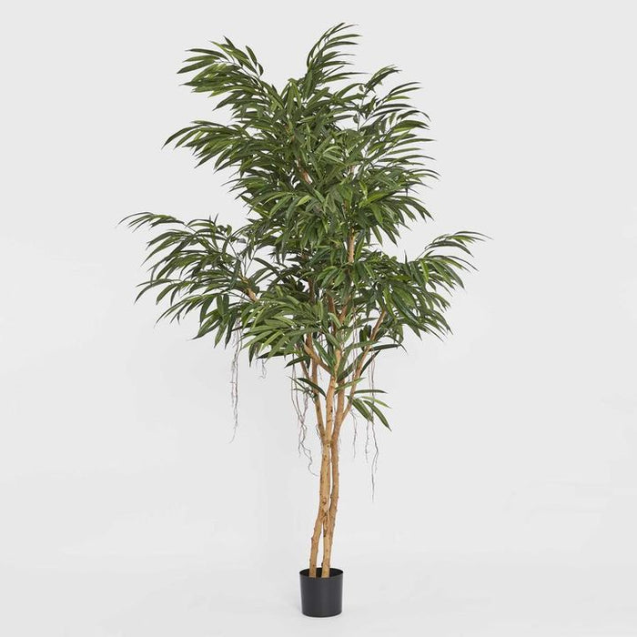 Longifolia Tree Green 210cm