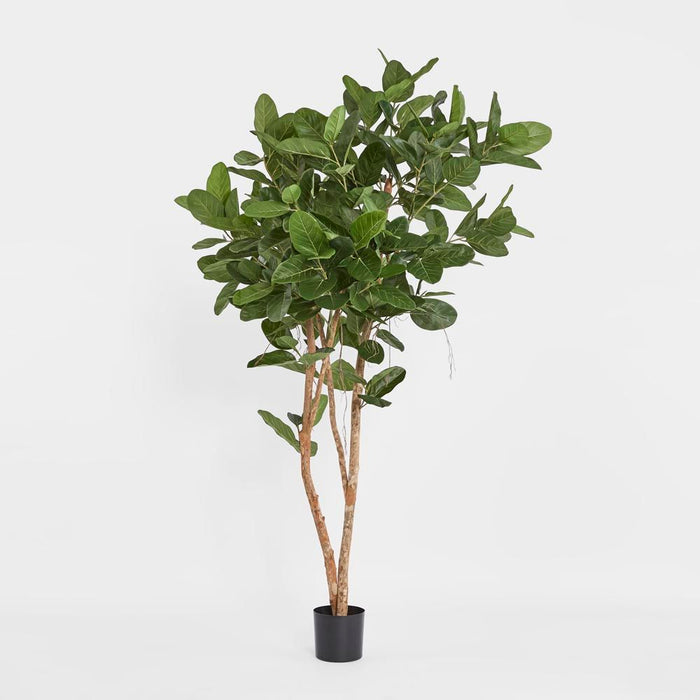 Audrey Ficus Tree Green 180cm