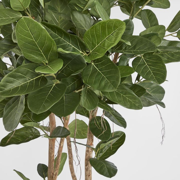 Audrey Ficus Tree Green 180cm