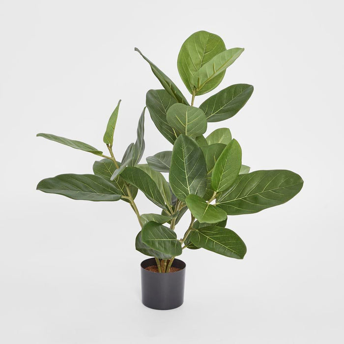 Potted Audrey Ficus Tree Green 64cm