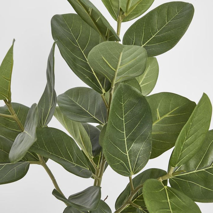 Potted Audrey Ficus Tree Green 64cm