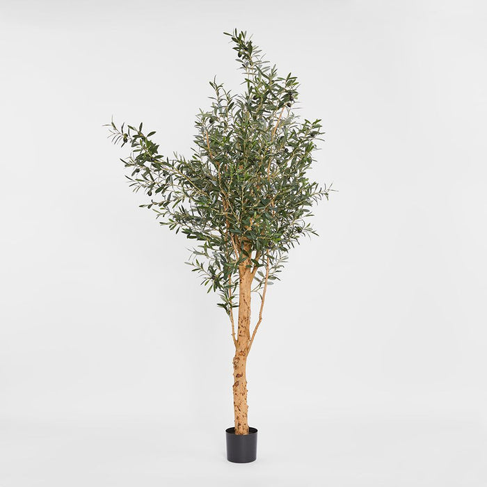 Olive Tree Green 150cm