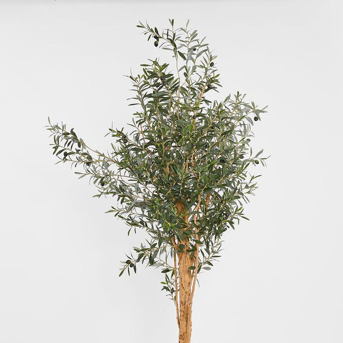 Olive Tree Green 150cm