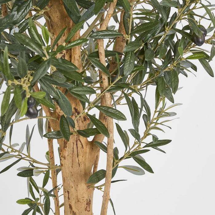 Olive Tree Green 150cm