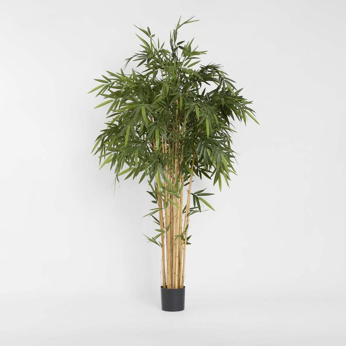 New Bamboo Tree 220cm