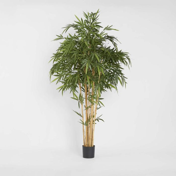 New Bamboo Tree 220cm