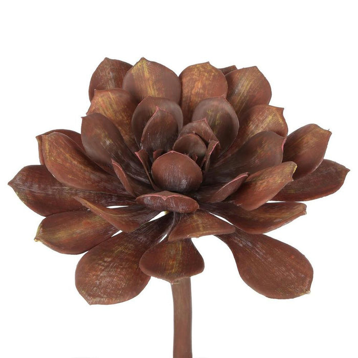 Succulent Large Burg Brown 20cm Pack of 12