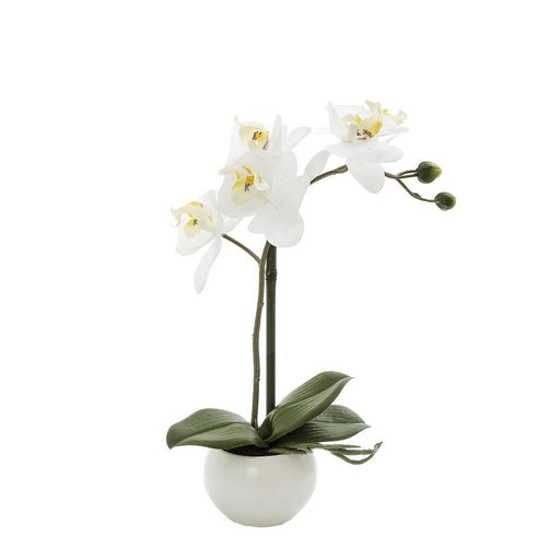 Orchid in White Pot 35cm White - Pack of 6