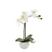 Orchid in White Pot 35cm White - Pack of 6
