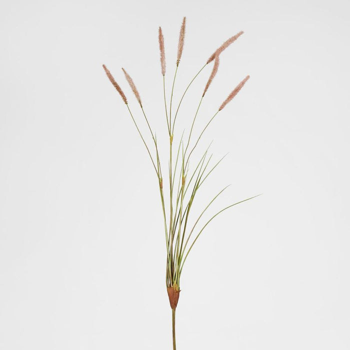 Foxtail Pink Spray - Pack of 12