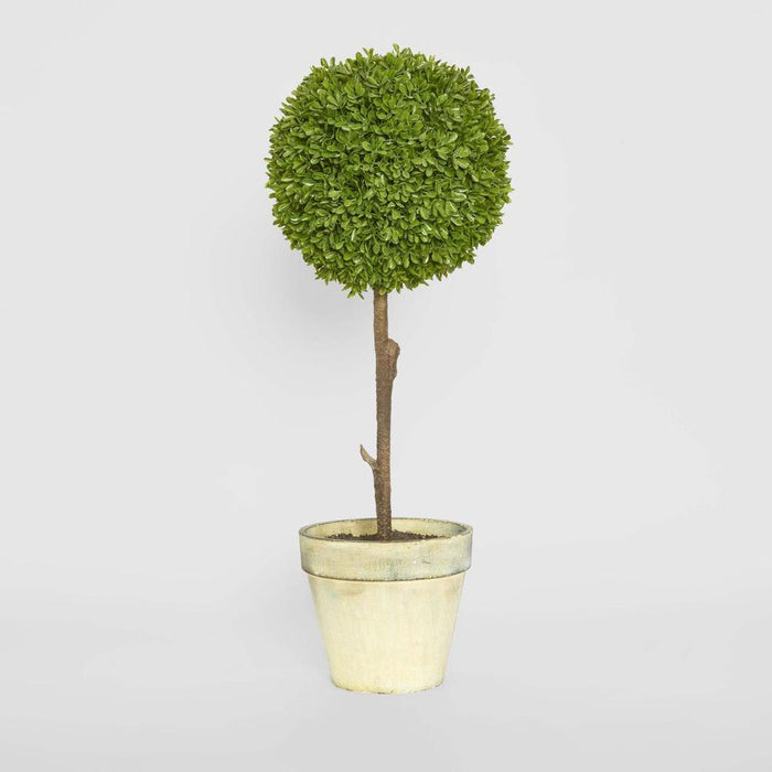Boxwood Topiary 60cm