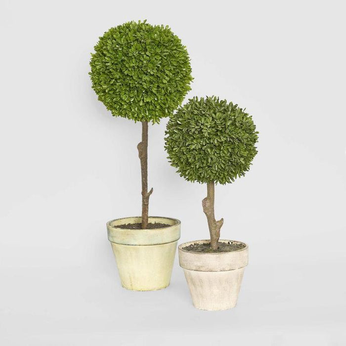 Boxwood Topiary 60cm