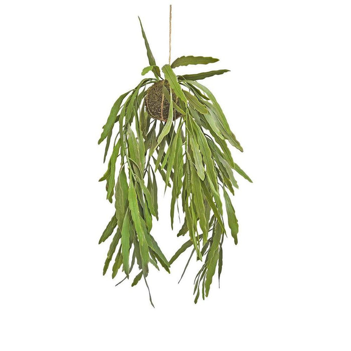 Hanging Phipsalis Green 82cm Pack of 4