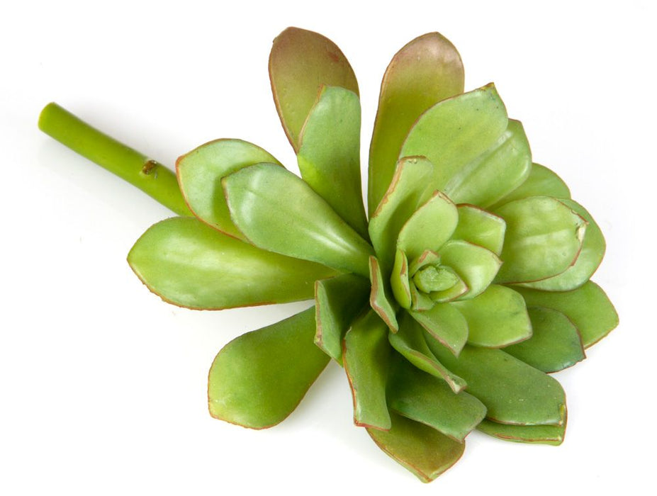 Succulent Light Green 19cm Pack of 12