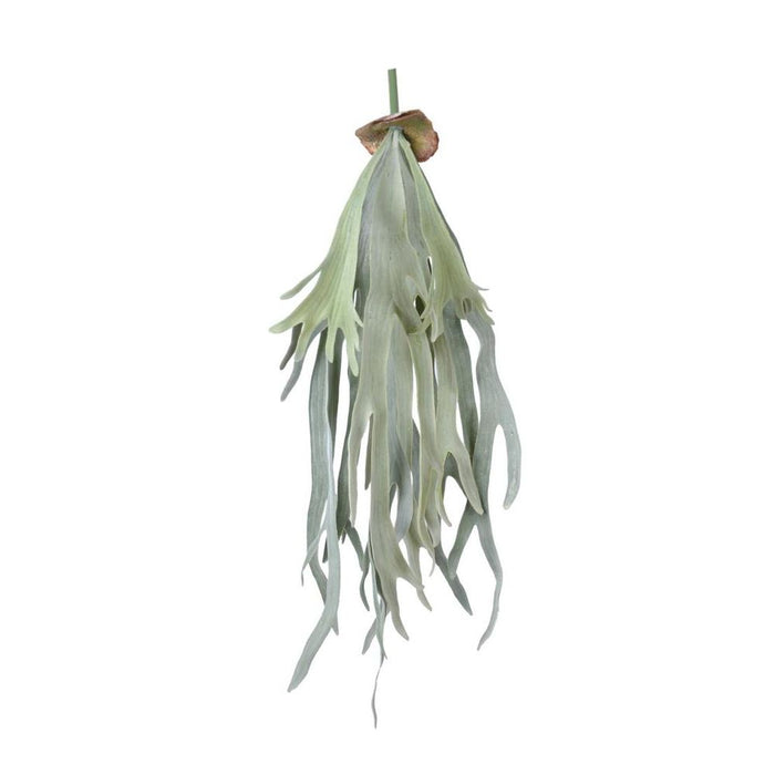 Staghorn Fern Hanging 70cm Set of 2