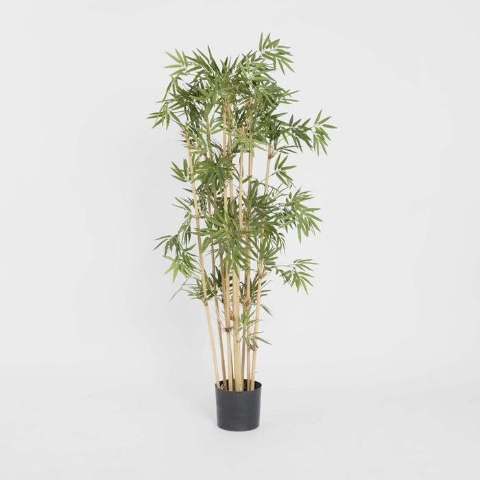 Japanese Bamboo Tree 120cm