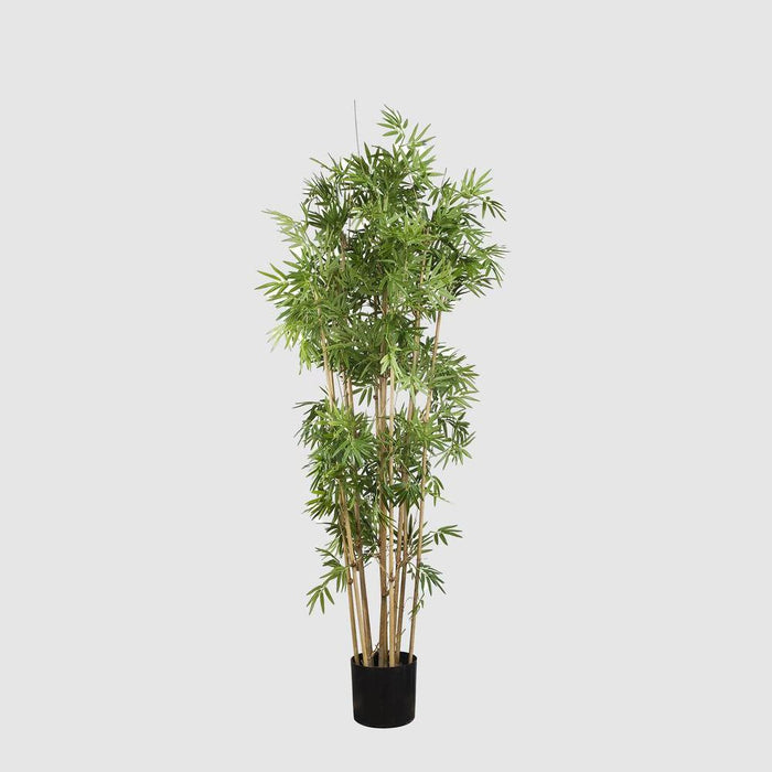 Japanese Bamboo Tree 160cm