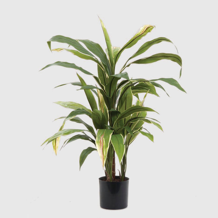 Cordyline Plant Green and Yellow 75cm