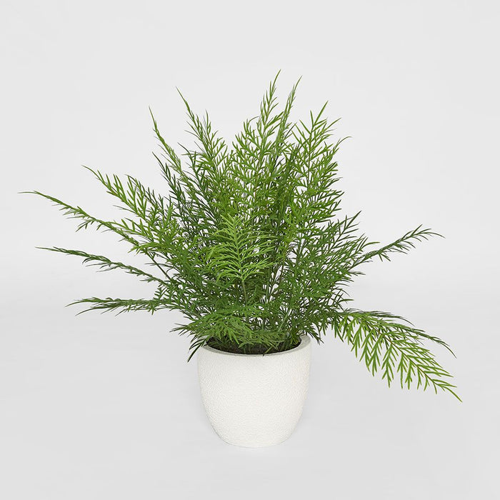 Fern in Magnesia Pot 71cm - Pack of 4