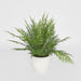 Fern in Magnesia Pot 71cm - Pack of 4