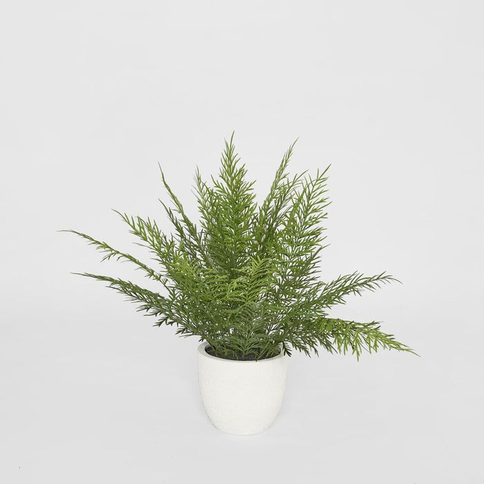 Fern in Magnesia Pot 71cm - Pack of 4