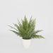 Fern in Magnesia Pot 71cm - Pack of 4