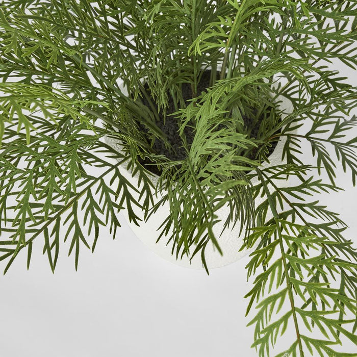 Fern in Magnesia Pot 71cm - Pack of 4