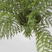 Fern in Magnesia Pot 71cm - Pack of 4