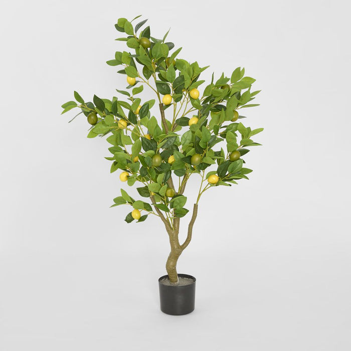 Lemon Tree 120cm