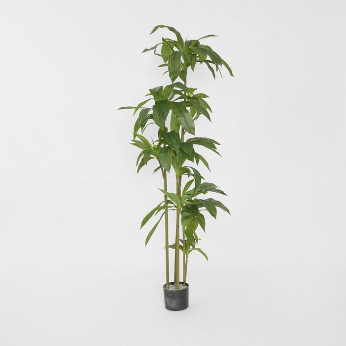 Dracaena Tree 150cm Green