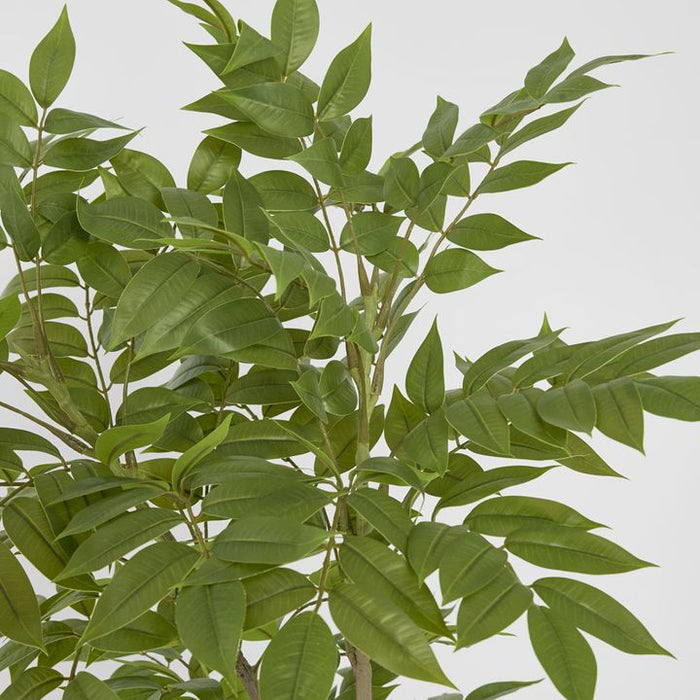 Japanese Lacquer Tree Green 170cm