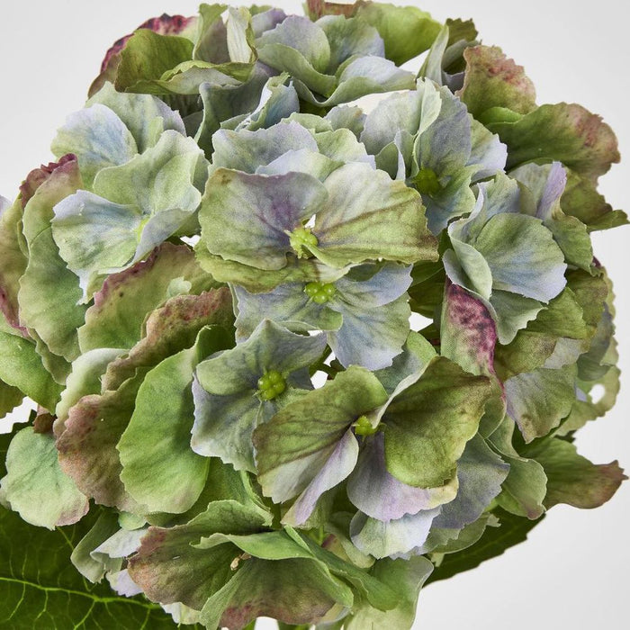 Susan Hydrangea Soft Touch Antique Green
52cm - Pack of 12