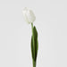 Liv Soft Touch Tulip White
45cm - Pack of 60