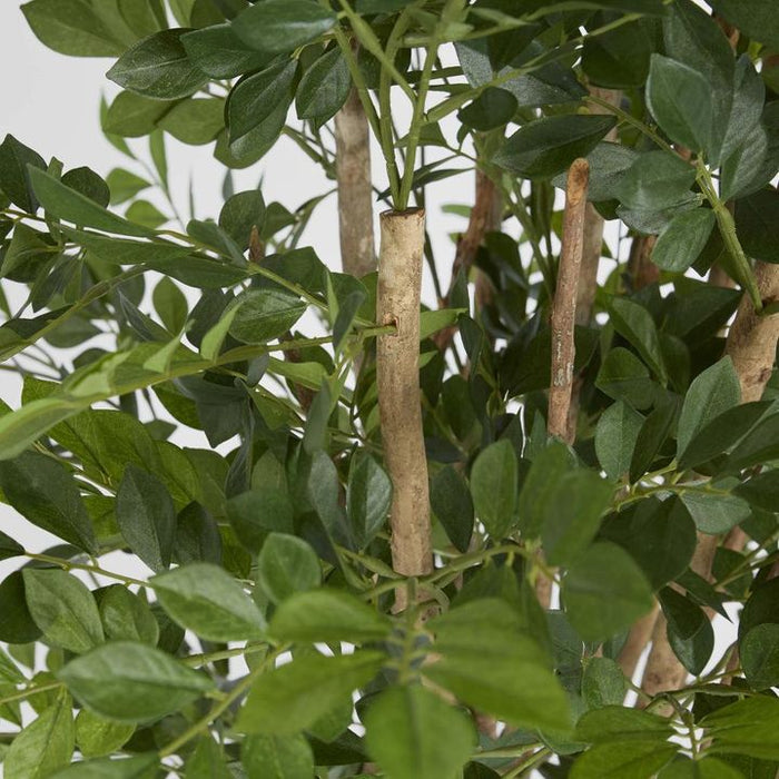 Eucalyptus Mini Leaf Tree Green Green 120cm