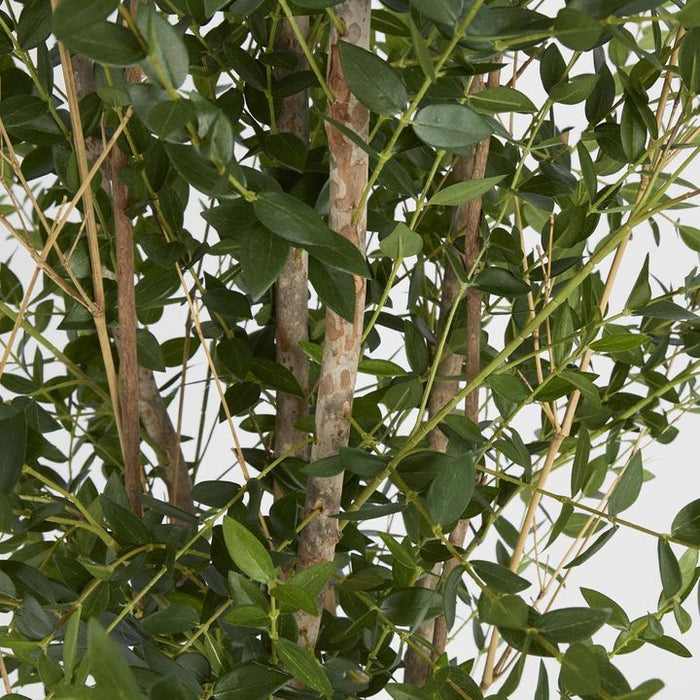 Eucalyptus Mini Leaf Tree Green Green 180cm
