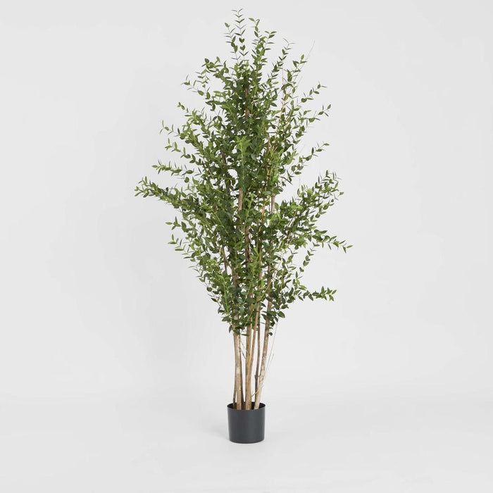 Eucalyptus Mini Leaf Tree Green Green 180cm
