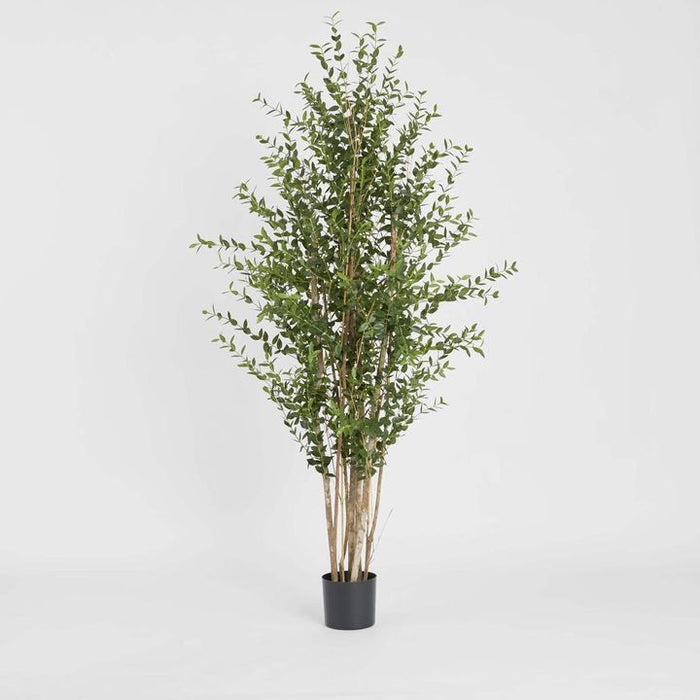 Eucalyptus Mini Leaf Tree Green Green 180cm