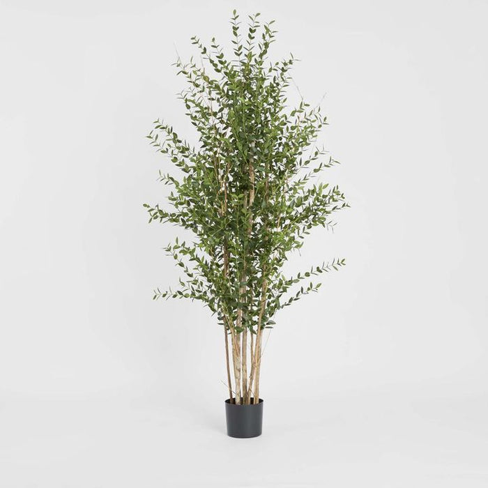 Eucalyptus Mini Leaf Tree Green Green 180cm