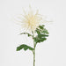 Spider Mum Floral Stem 71cm Cream - Pack of 12