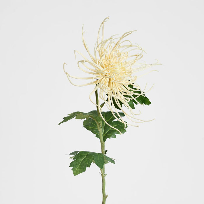 Spider Mum Floral Stem 71cm Cream - Pack of 12