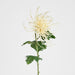Spider Mum Floral Stem 71cm Cream - Pack of 12