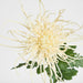 Spider Mum Floral Stem 71cm Cream - Pack of 12
