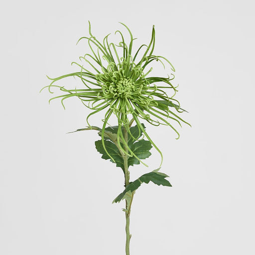 Spider Mum Floral Stem 71cm Green - Pack of 12