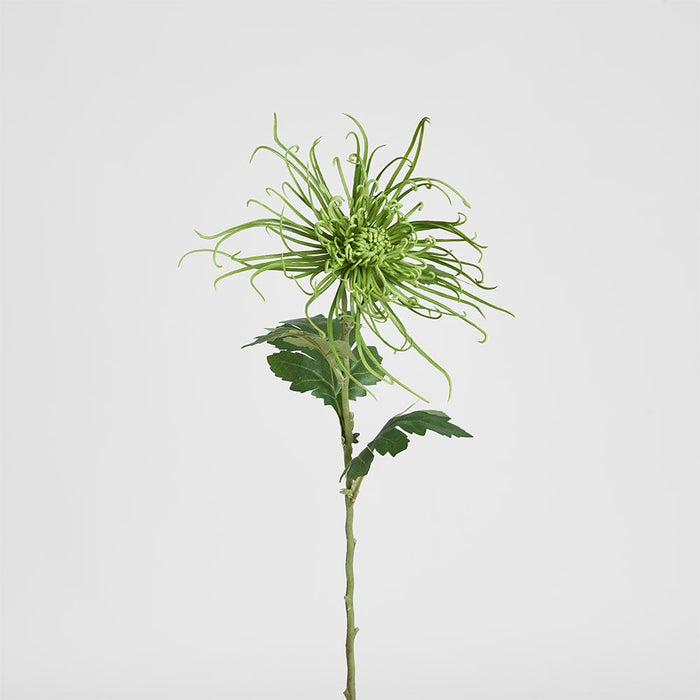 Spider Mum Floral Stem 71cm Green - Pack of 12