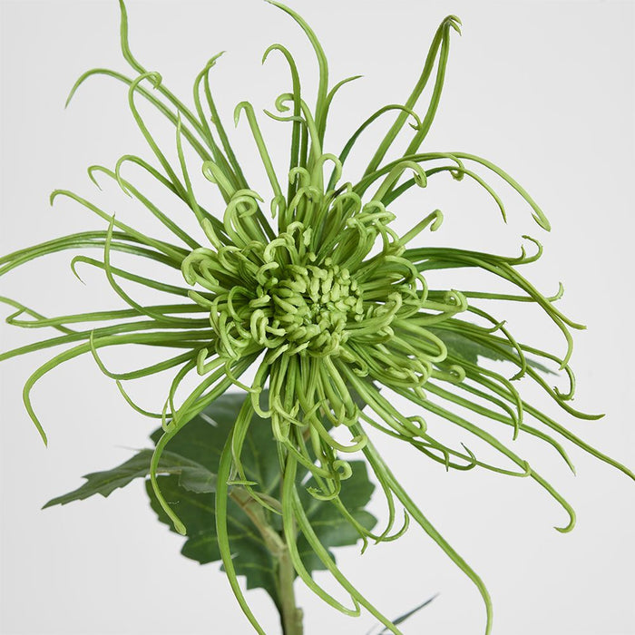 Spider Mum Floral Stem 71cm Green - Pack of 12