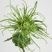 Spider Mum Floral Stem 71cm Green - Pack of 12