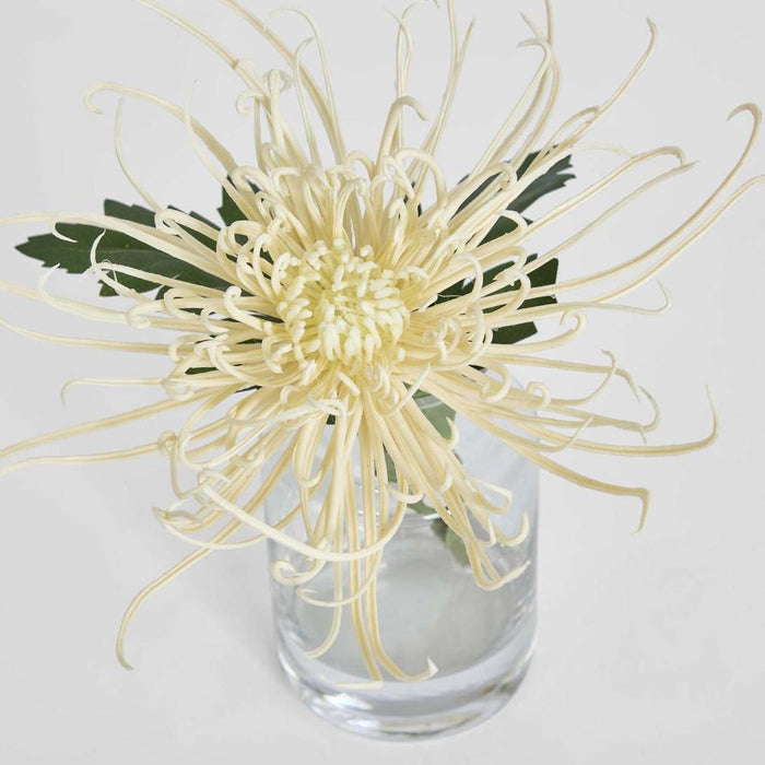 Spider Mum Stem in Vase 20cm Cream - Pack of 6